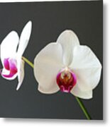 Orchid Blooms Metal Print