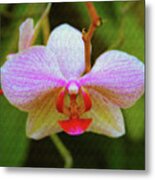 Orchid Blush Metal Print