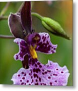 Orchid - Caucaea Rhodosticta Metal Print