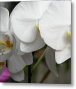 Orchid Day Metal Print