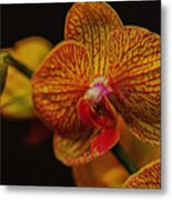 Orchid Flare Metal Print