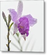 Orchid In The Clouds. Costa Rica. Metal Print