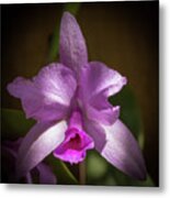 Orchid In The Shadows Metal Print