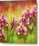 Orchid - Phalaenopsis - Simply A Delight Metal Print