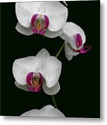 Orchid Sequence Metal Print