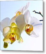 Orchid With Sky Background Metal Print