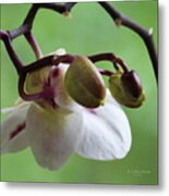 Orchids Another Point Of View Metal Print
