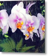 Orchids Of Hawaii Metal Print