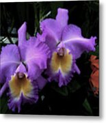Orchids Purple Passion Metal Print