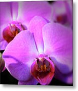 Orchids Metal Print