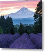 Oregon Lavender Farm Metal Print