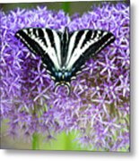 Oregon Swallowtail Metal Print