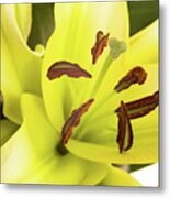 Oriental Lily Flower Metal Print