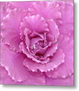 Ornamental Cabbage With Raindrops - Square Metal Print