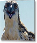 Osprey Chick Smiles For The Camera Ultra Macro Metal Print