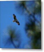 Osprey In Flight 8 Metal Print