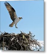 Osprey Metal Print