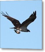 Osprey With Fish Metal Print