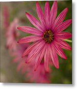 Osteospermum The Cape Daisy Metal Print