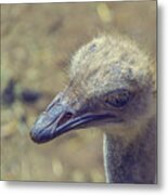 Ostrich Metal Print