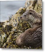 Otter Relaxing On Rocks Metal Print