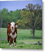 Out Standing In His Field Metal Print