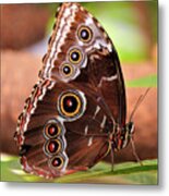 Owl Butterfly Portrait Metal Print