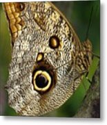 Owl Eye Butterfly Metal Print