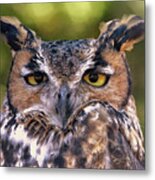 Owl Eyes Metal Print