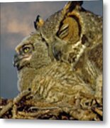 Owl Mother And Nestling Metal Print