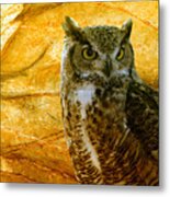 Owl Metal Print