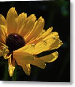 Ox Eye Susan Metal Print