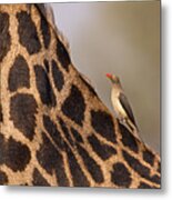 Oxpecker On Giraffe Back Metal Print