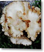 Oyster Mushroom Metal Print