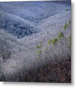 Ozarks Trees #4 Metal Print