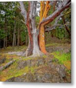 Pacific Madrone Tree Metal Print