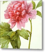 Paeonia Suffruticosa Metal Print