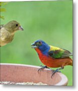 Painted Bunting Male And Female Metal Print