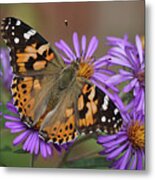Painted Lady Butterfly And Aster Flowers 6x3 Metal Print