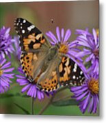 Painted Lady Butterfly And Aster Flowers Metal Print