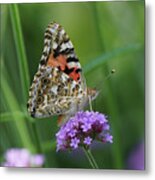 Painted Lady Butterfly On Verbena Metal Print