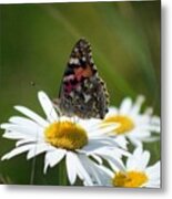 Painted Lady Metal Print