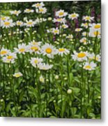 Painterly Daisy Patch Metal Print