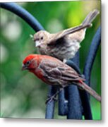 Pair Of House Finches Metal Print