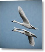 Pair Of Tundra Swan Metal Print