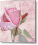 Pale Pink Rose Metal Print