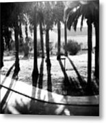 Palm Bosque At Dusk Metal Print