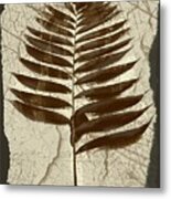 Palm Fossil Sandstone Metal Print