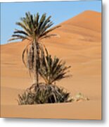 Palms And Dunes Metal Print