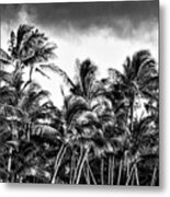 Palms In The Hawaiian Trade Winds Metal Print
